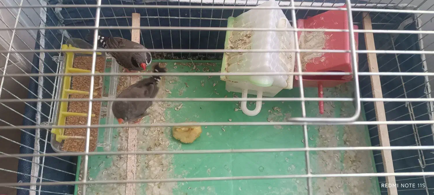 پرنده فنچ|پرنده|قره ضیاالدین, |دیوار