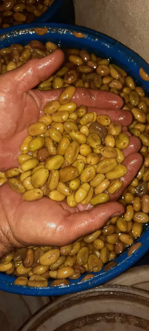 فروش زیتون ماری و گوشتی|خوردنی و آشامیدنی|رشت, توشیبا|دیوار