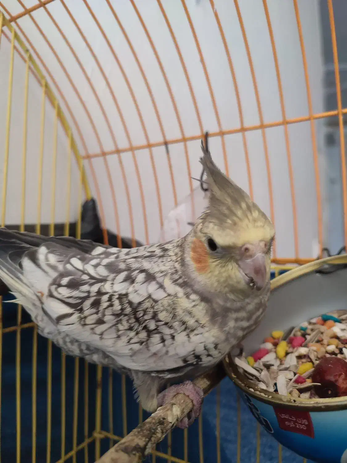 عروس هلندی ماده|پرنده|دره شهر, |دیوار