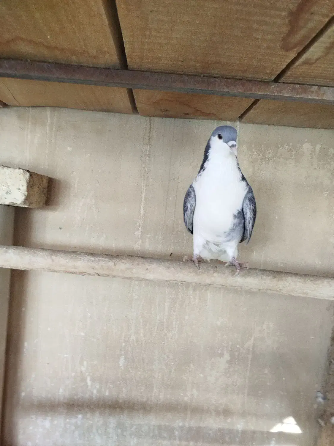 نرا ماده زره دمگیر بدرنگ|پرنده|خمینیشهر, |دیوار