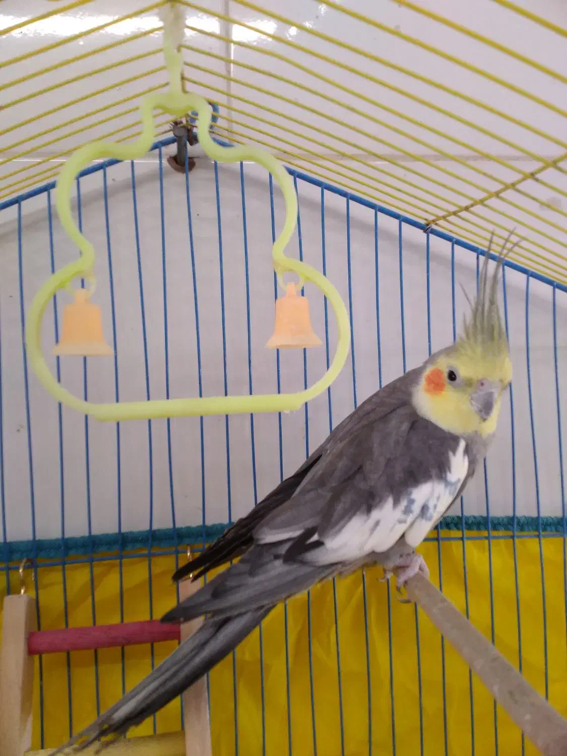 عروس هلندی و یک جفت مرغ عشق|پرنده|چمران, |دیوار