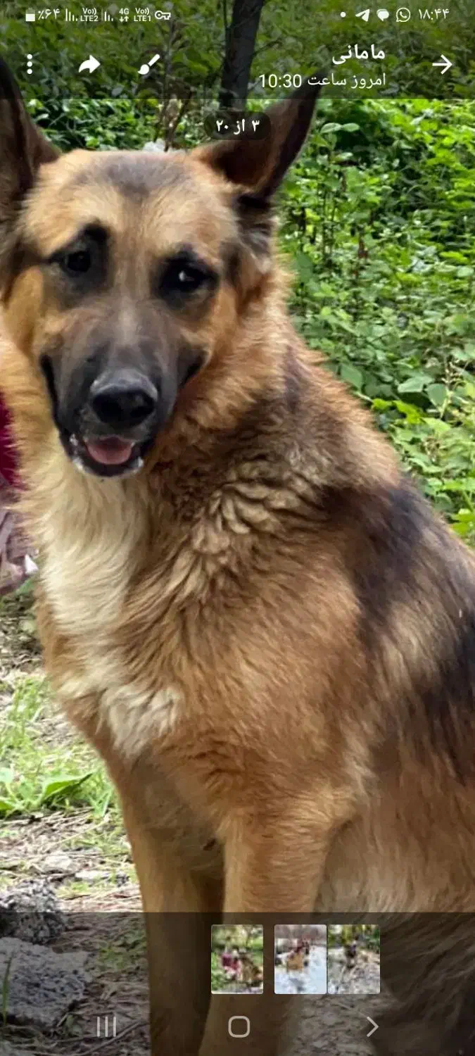 سگ ژرمن|حیوانات|نیشابور, فضل|دیوار