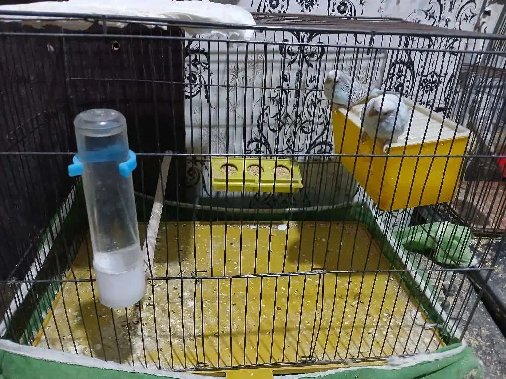 پرنده مرغ عشق|پرنده|خمینیشهر, |دیوار