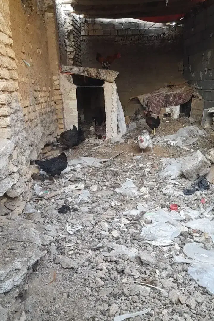 مرغ و خروس|حیوانات مزرعه|حبیب آباد, |دیوار