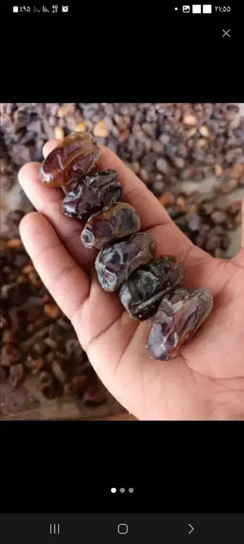 خرما کبکاب و خرمای زاهدی|خوردنی و آشامیدنی|شیراز, قصرالدشت|دیوار