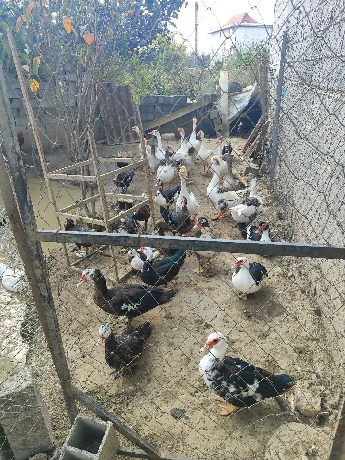 معاوضیه غاز اردک اسراعیلی با گوسفند|حیوانات مزرعه|بابل, |دیوار