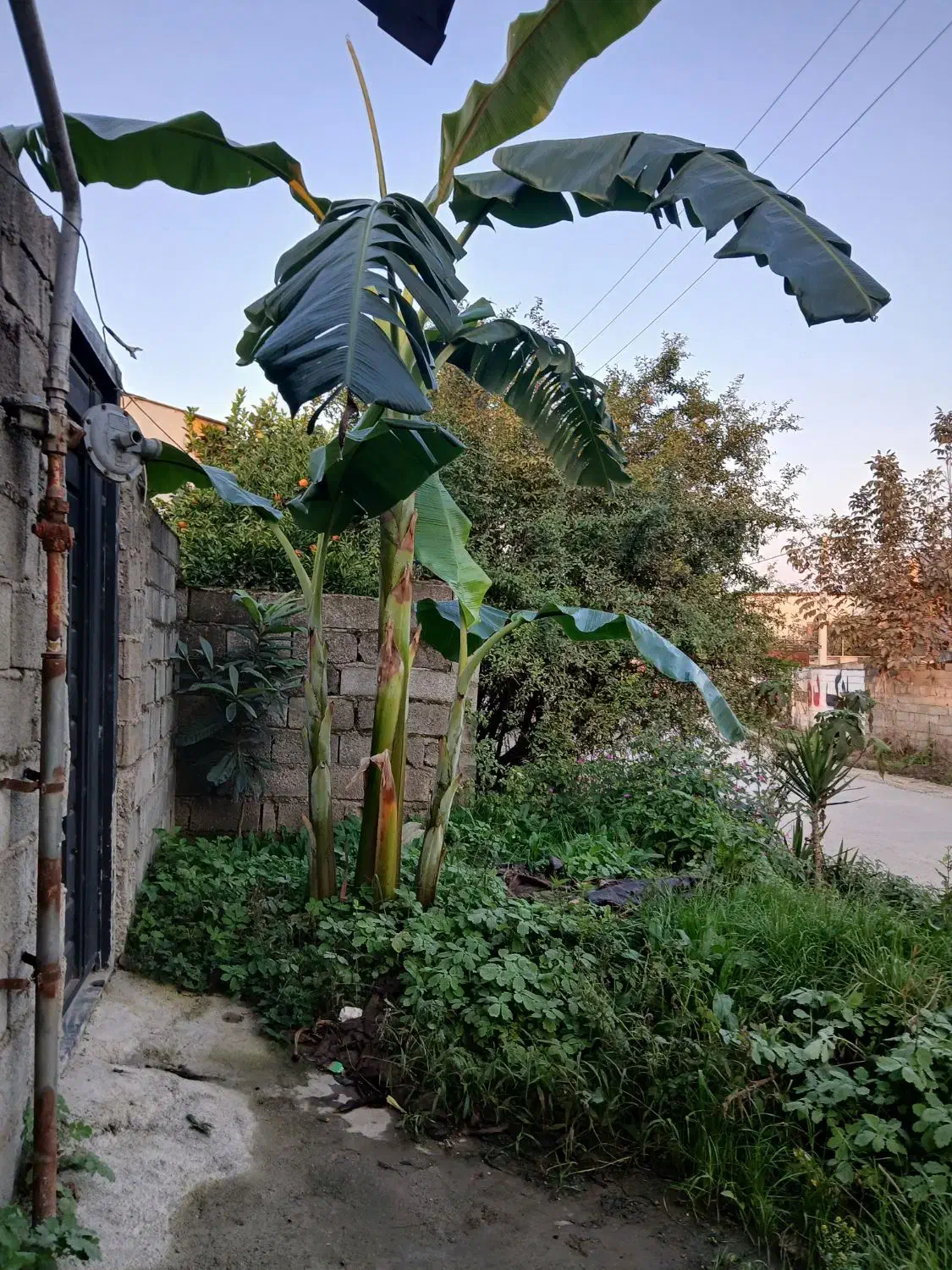 نهال موز|گل و گیاه طبیعی|آمل, |دیوار