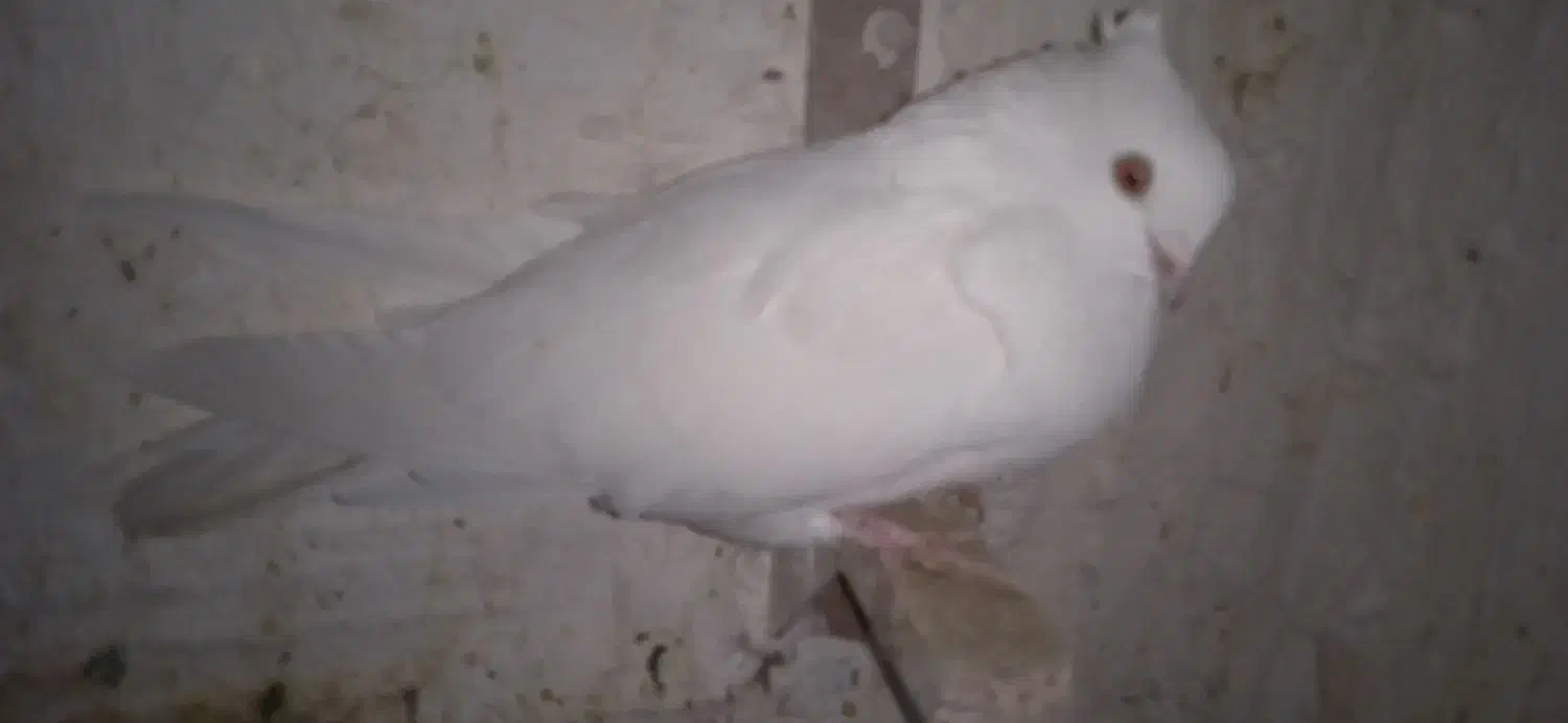 6تاسفید چشم زرد|پرنده|زرند, |دیوار