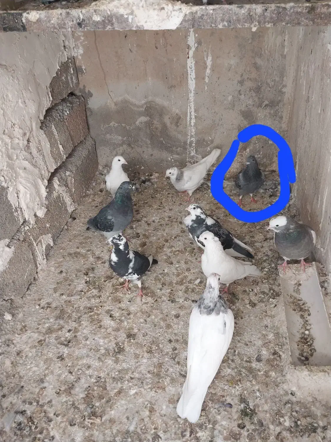 کبوتر|پرنده|ایوان, |دیوار