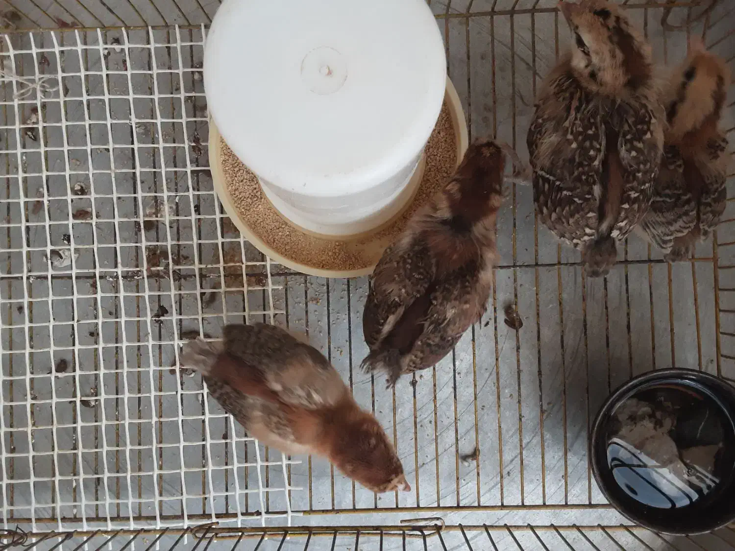 ۴عددجوجه مرغ ۲۰ روزه  گلپایگان|حیوانات مزرعه|قائم‌شهر, |دیوار