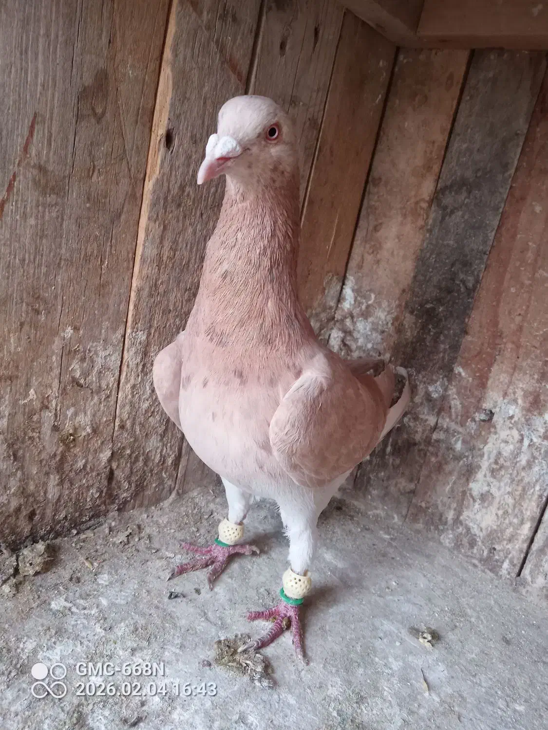 کفتر خطی|پرنده|الوند, |دیوار