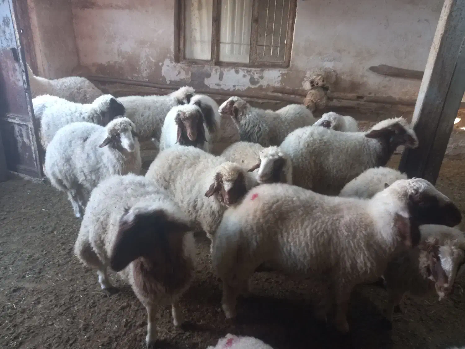 بره گوسفند|حیوانات مزرعه|گهواره, |دیوار