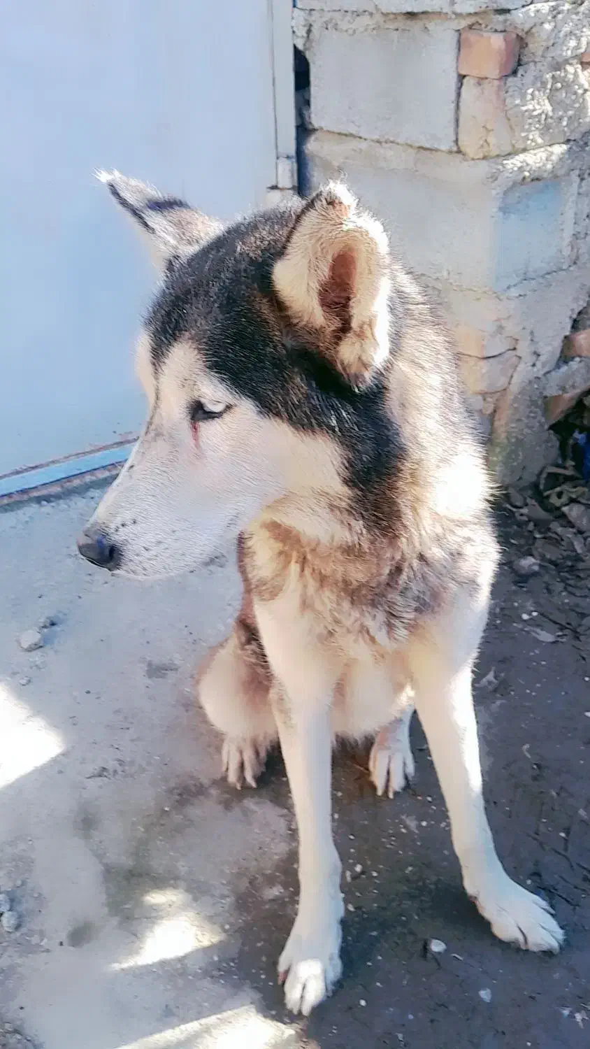 واگذاری سگ هاسگی|سگ|نگین شهر, |دیوار