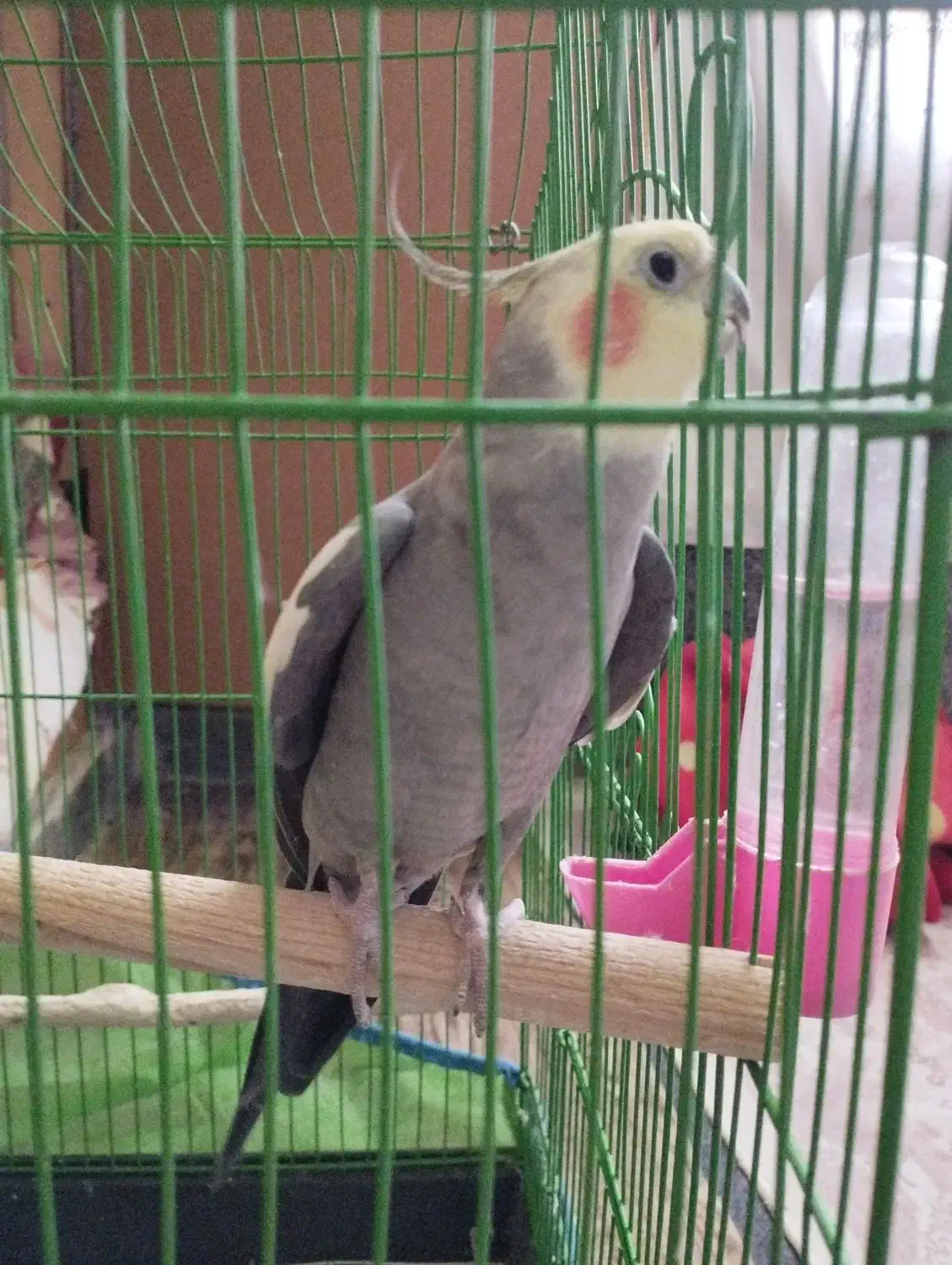 یک عدد عروس هلندی نرباهوش|پرنده|فردیس, نیروگاه برق|دیوار