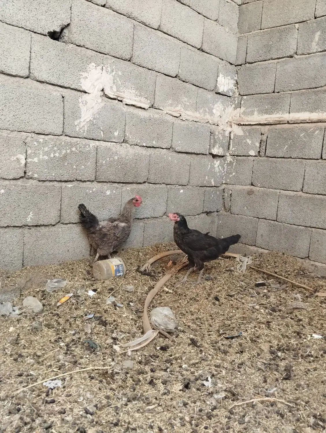 خروس زینتی|پرنده|سیب و سوران, |دیوار