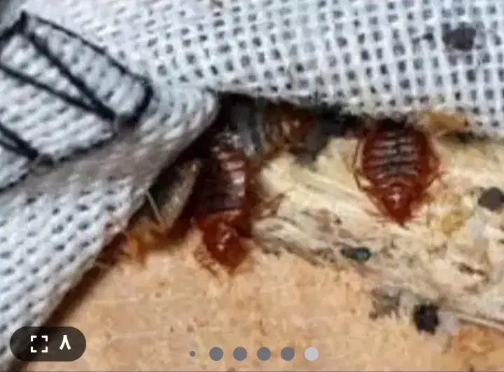 سمپاشی تضمینی ساس سوسک موش۱۰۰٪(رسالت پنچتن گلشهر )|خدمات نظافت|مشهد, طلاب|دیوار