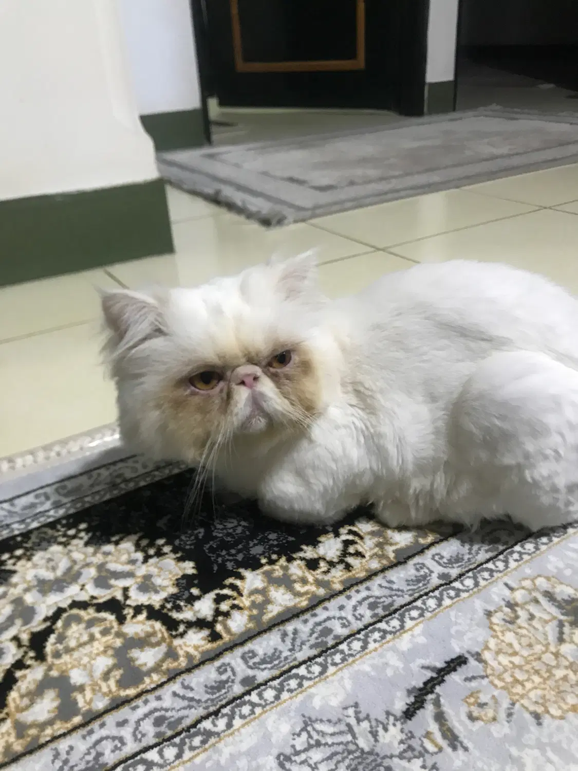 گربه|گربه|لاهیجان, گلستان|دیوار