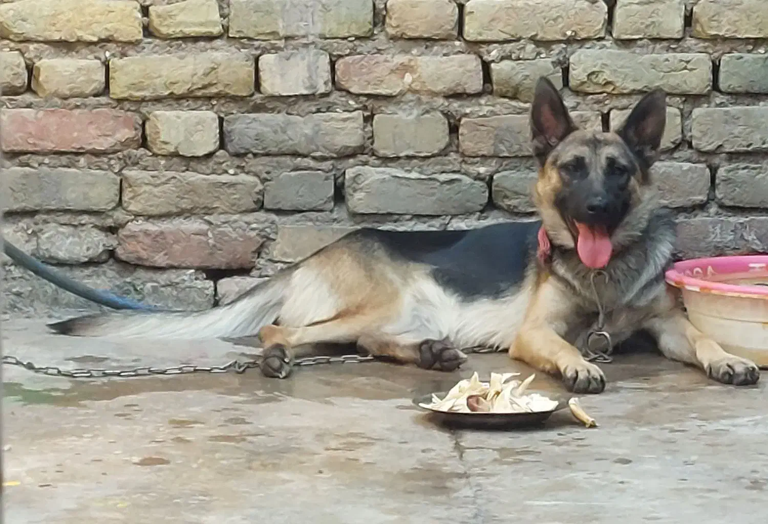 سگ ژرمن شپر ماده تقریبا 1ساله|سگ|شوش, |دیوار