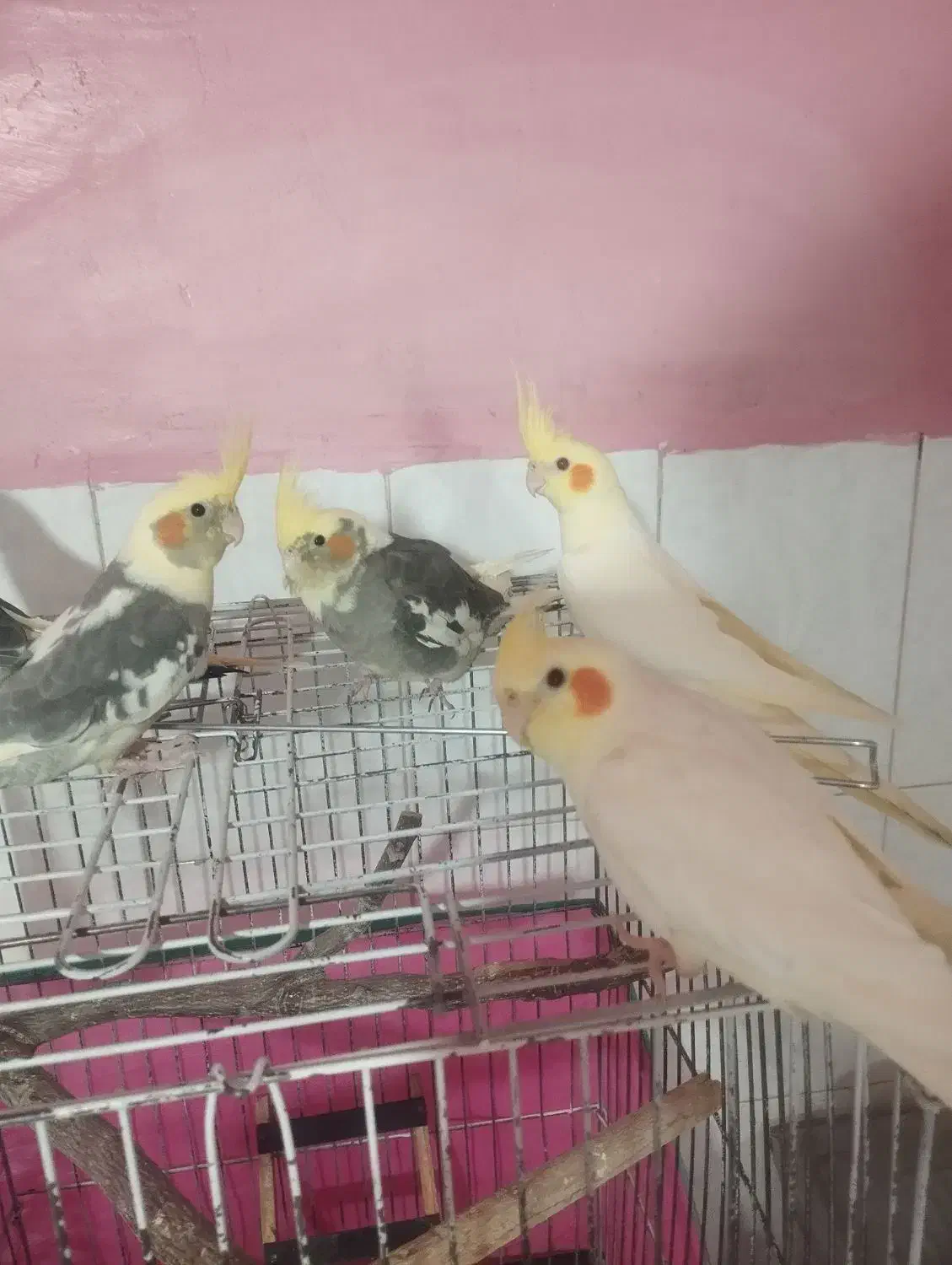 عروس هلندی|پرنده|قروه, |دیوار