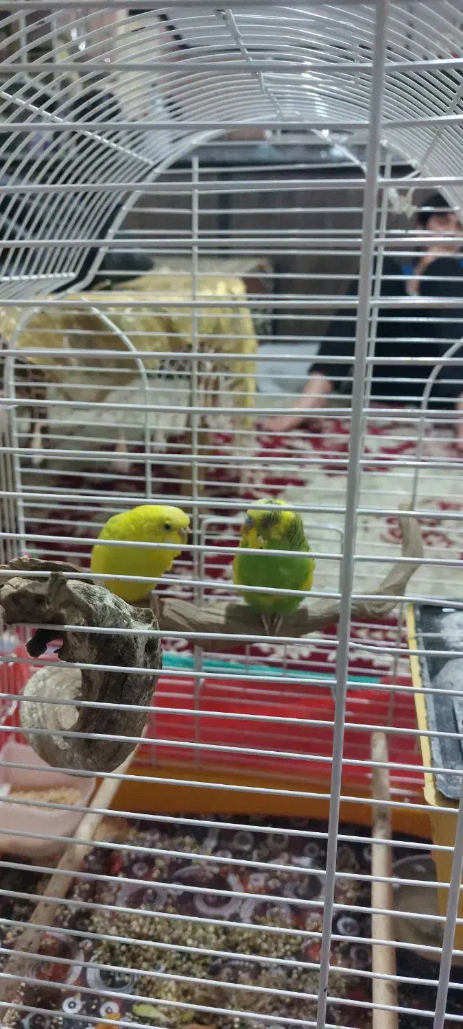 دوعدد مرغ عشق زیبا وسالم|پرنده|نهاوند, |دیوار