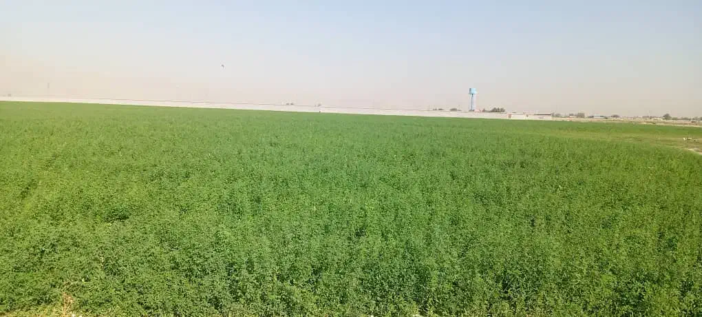 11هکتار یونجه پرس|لوازم جانبی حیوانات|شیراز, بید زرد|دیوار