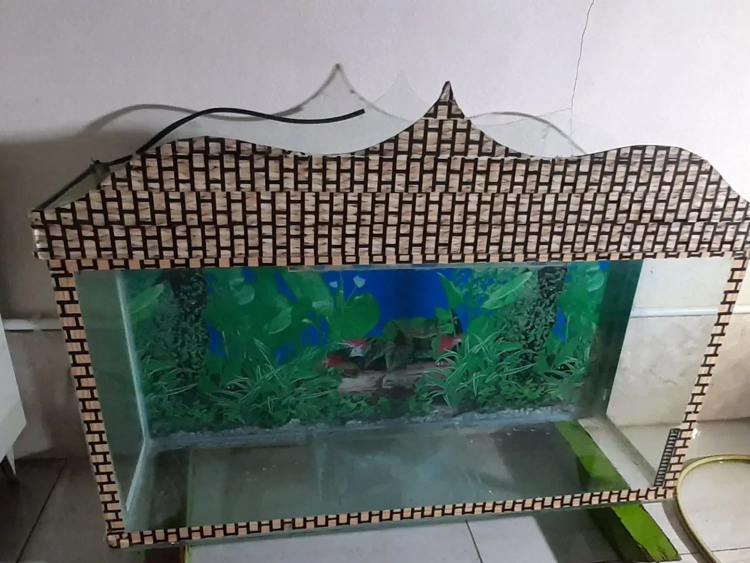 آکواریوم|ماهی|کامیاران, |دیوار