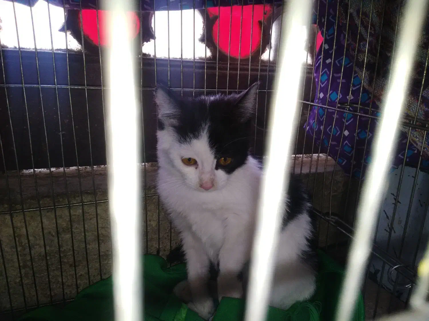 واگذاری رایگان|گربه|شیراز, شهرک مفتح|دیوار