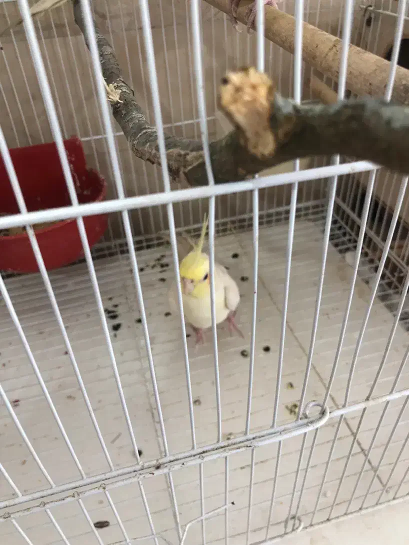 عروس هلندی نر|پرنده|گرگان, |دیوار