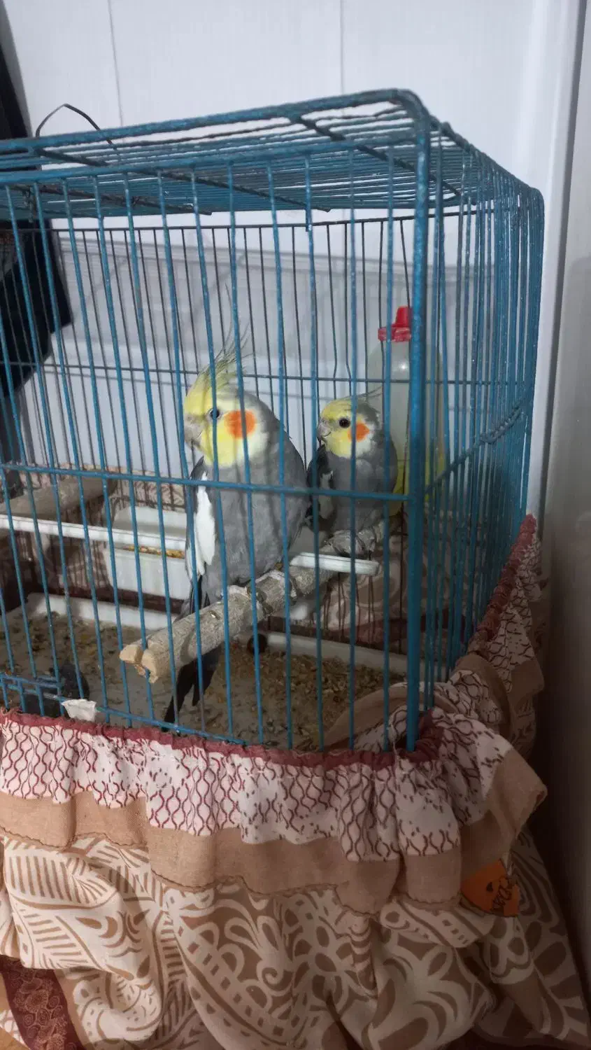 عروس هلندی جفت|پرنده|فردیس, سپید دشت|دیوار