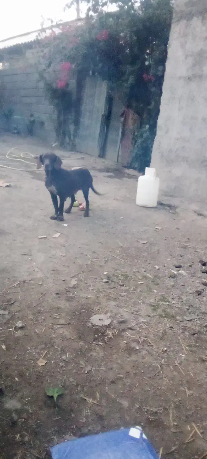 سگ شکاری|سگ|آستانه اشرفیه, |دیوار