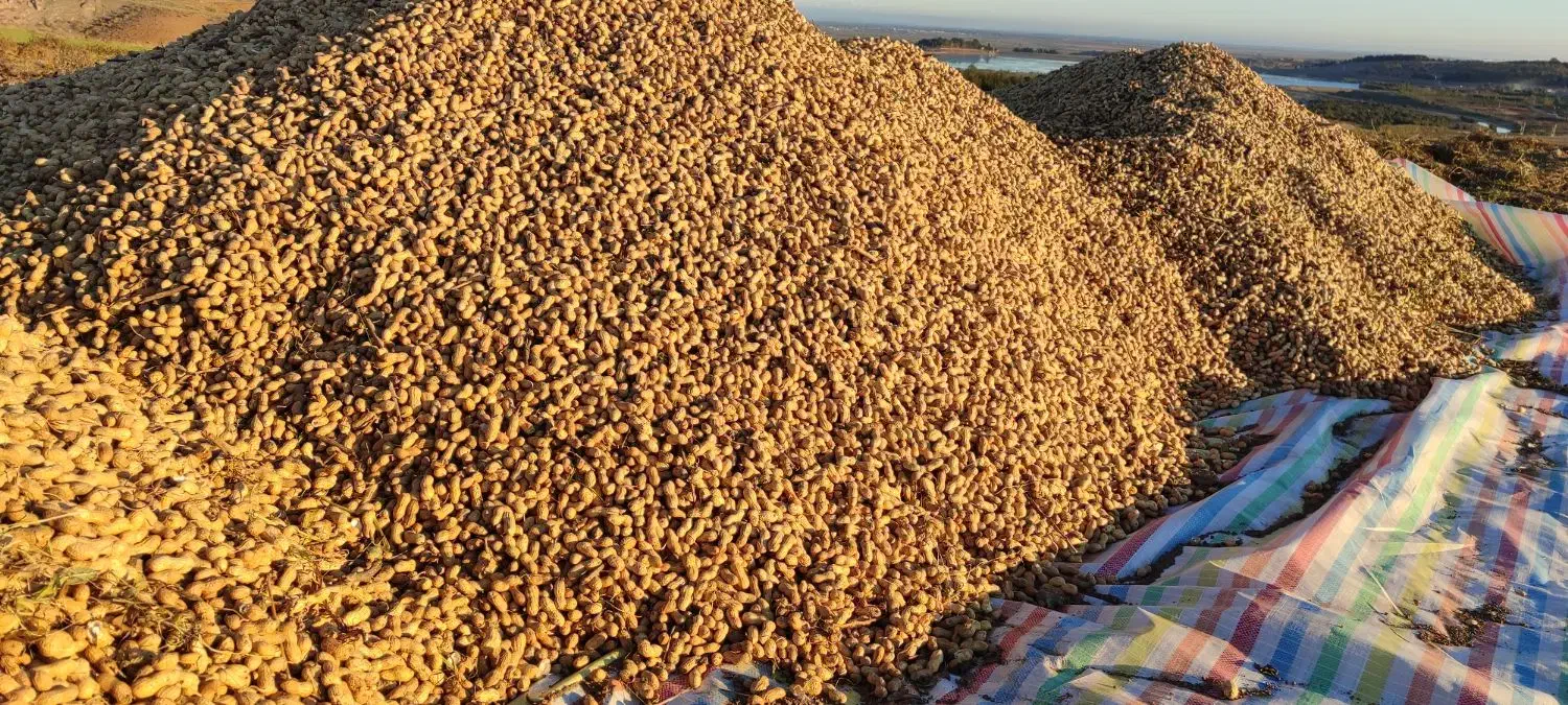 بادام زمینی|عمدهفروشی|پارسآباد, |دیوار