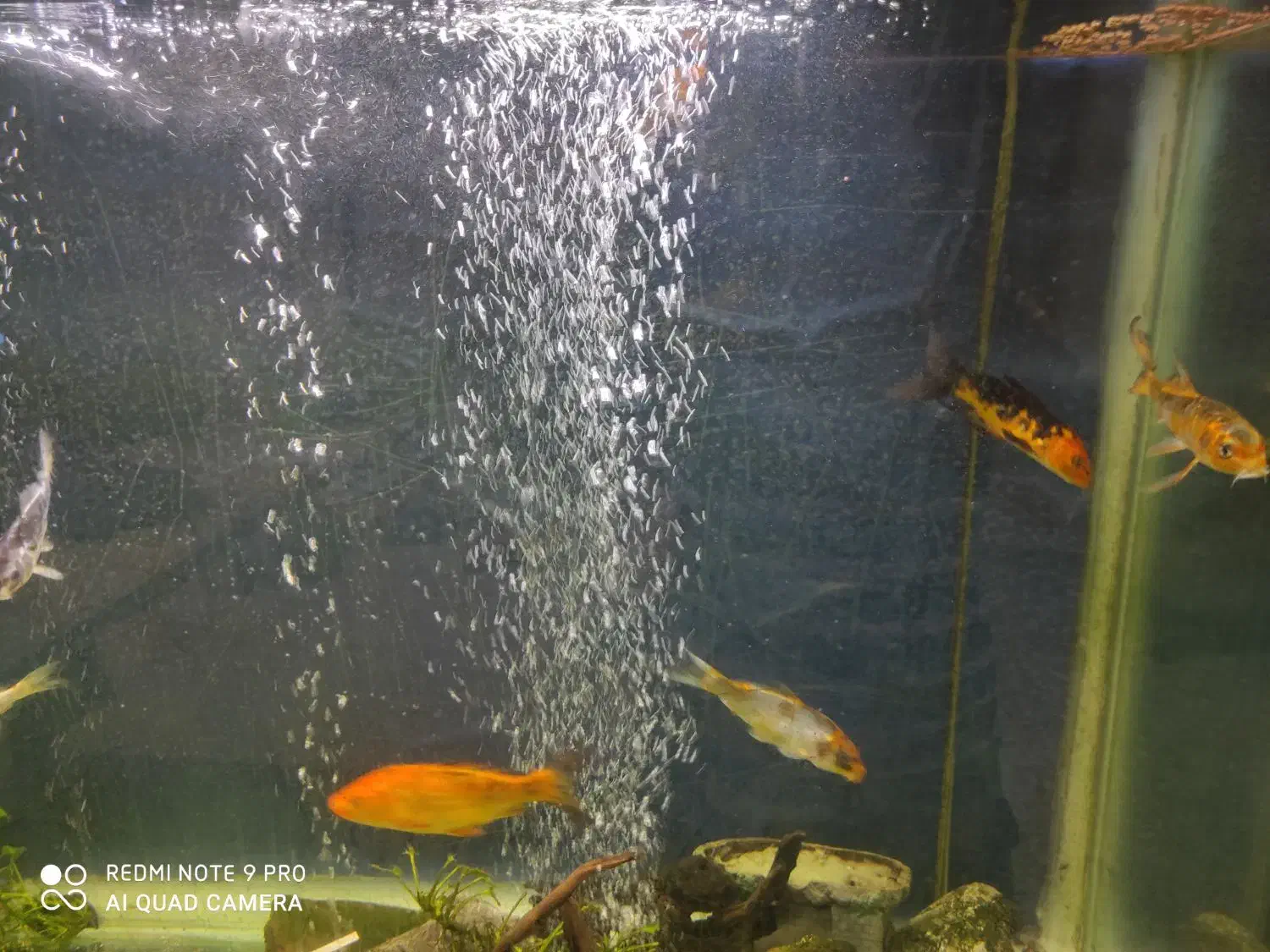 ماهی کوی زیبا در سایز مختلف|ماهی|رشت, علی آباد|دیوار