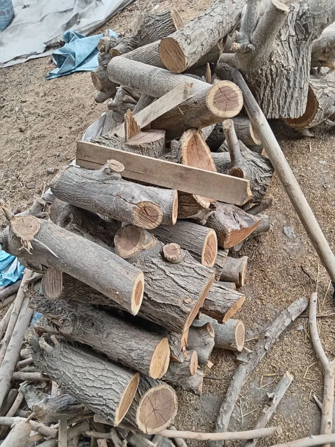 چوب خرید چوب فقط خشک|خدمات باغبانی و درختکاری|نجفآباد, یزدانشهر|دیوار