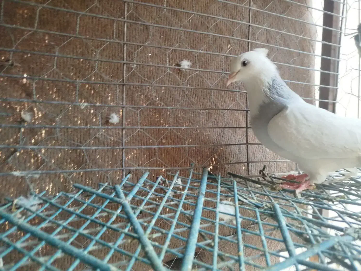 طوقی زرین اجری سرکه ای ابی همه رنگ معاوضه|پرنده|لنجان, |دیوار