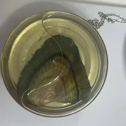 گردنبد مروارید|جواهرات|قزوین, |دیوار