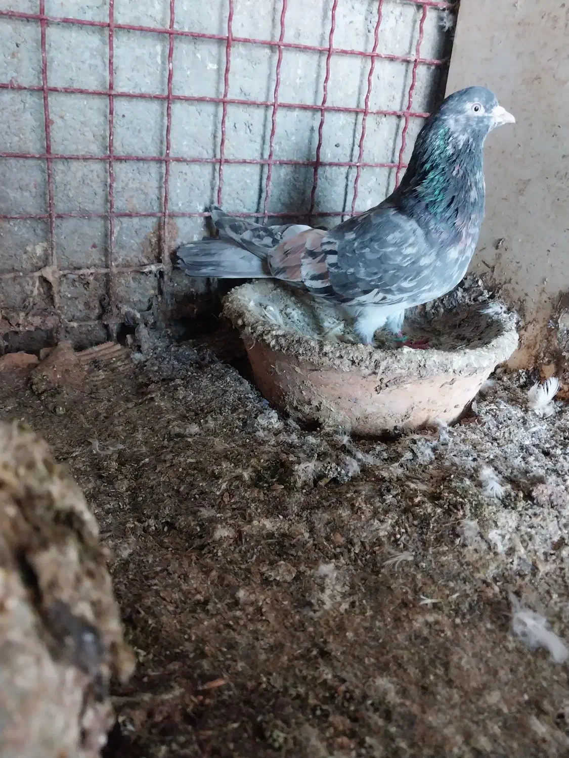 کبوترای پرشی خوش سو بپر ساعتی|پرنده|ساری, |دیوار