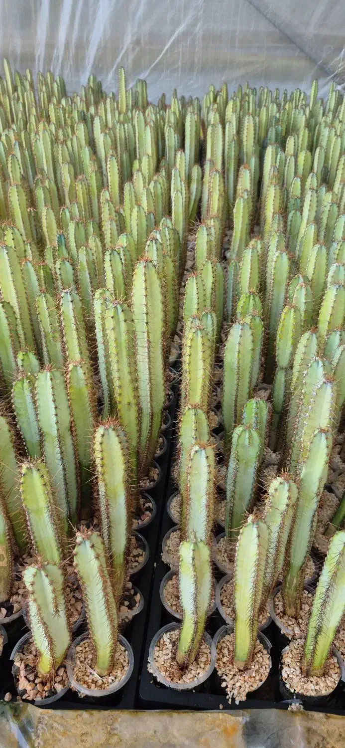 فروش عمده پایه کاکتوس گلخانه‌ای بذری، آماده پیوند|گل و گیاه طبیعی|خمینی‌شهر, |دیوار