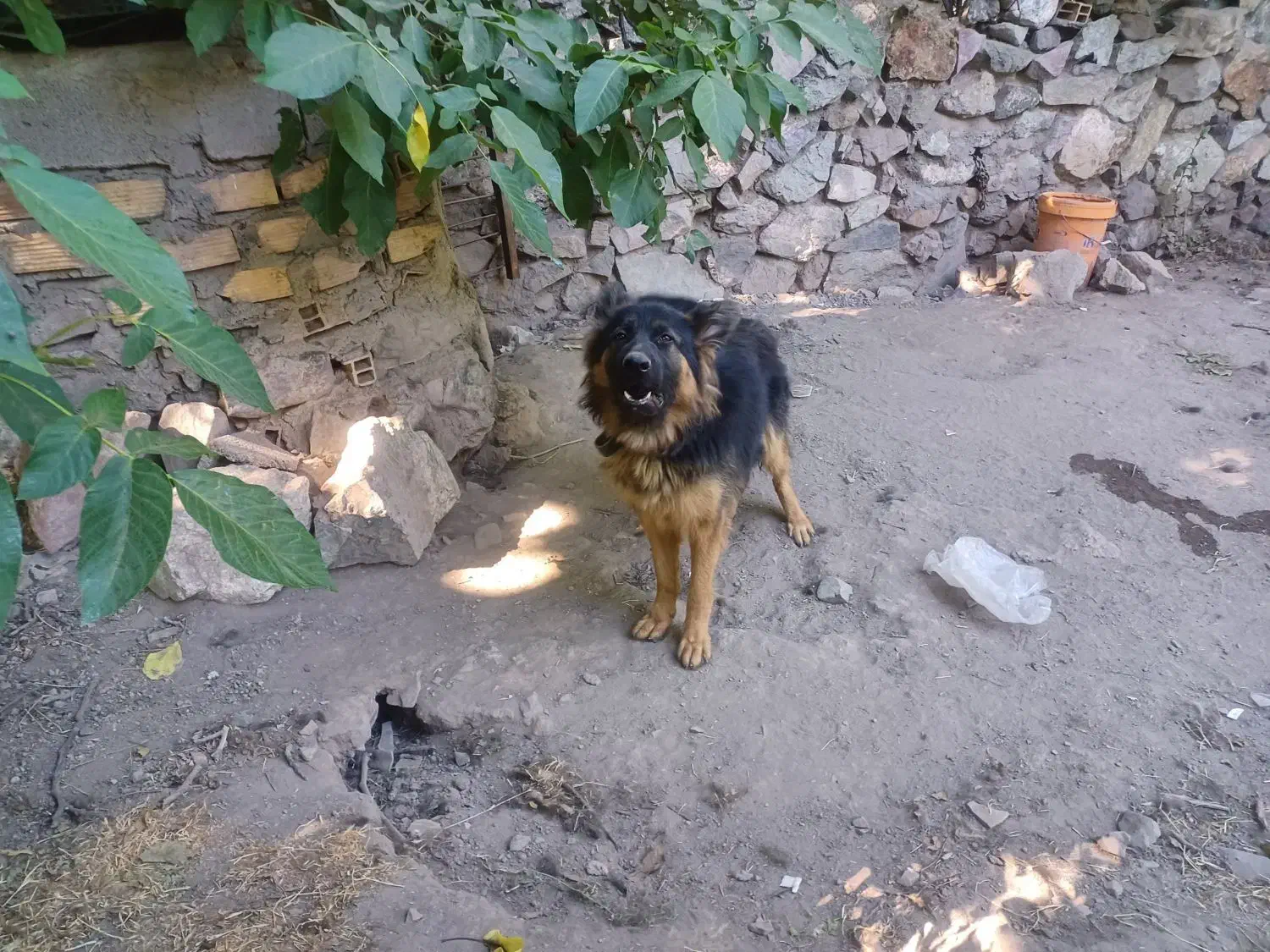 سگ ژرمن|سگ|بم, |دیوار