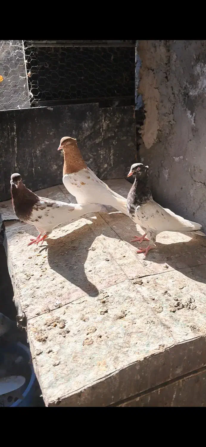 کله‌زر|پرنده|بستان آباد, |دیوار