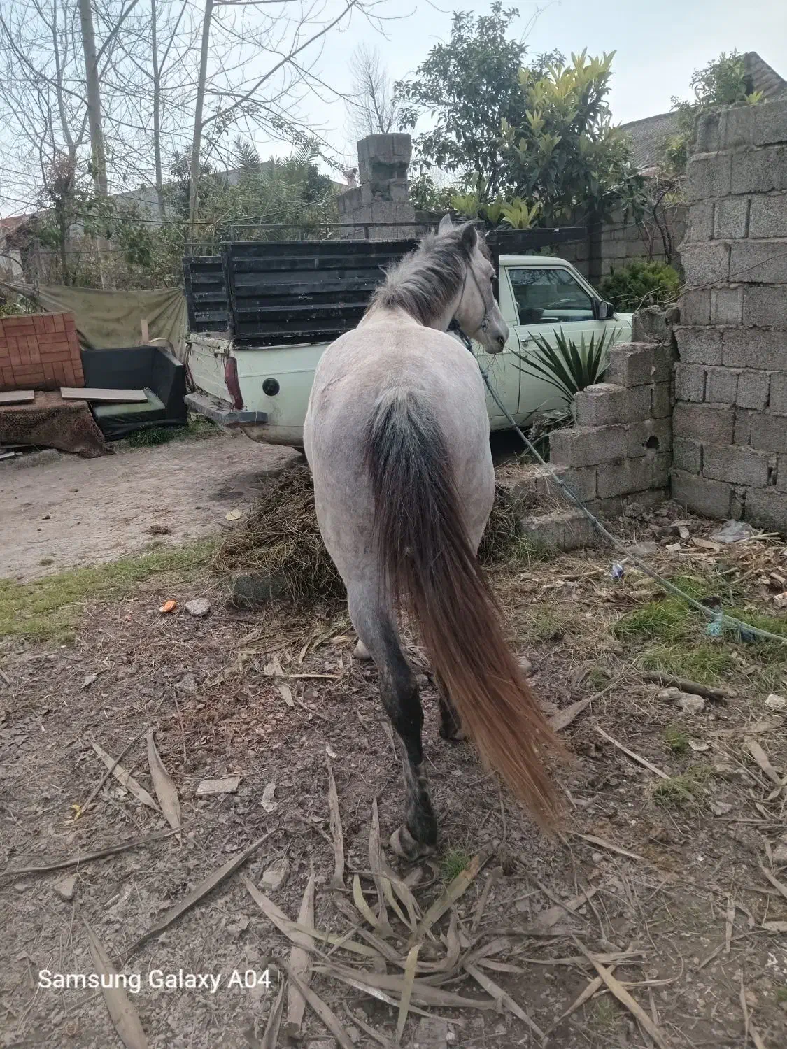 اسب|اسب و تجهیزات اسب‌سواری|کیاشهر, |دیوار