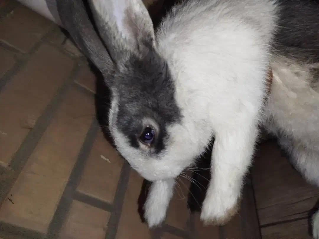 خرگوش بازیگوش و سرحال|موش و خرگوش|اهواز, کوی آغاجاری|دیوار