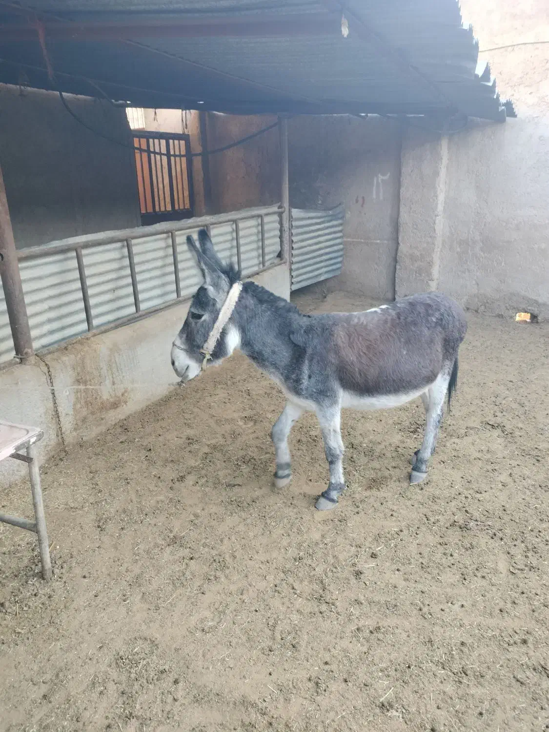 فروش یک الاغ بخته|حیوانات مزرعه|شیراز, داریون|دیوار