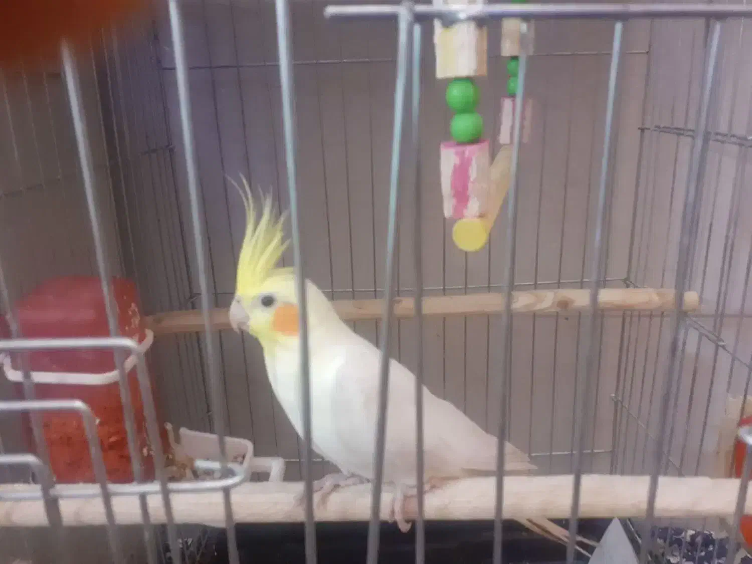 عروس هلندی نر|پرنده|یزد, |دیوار