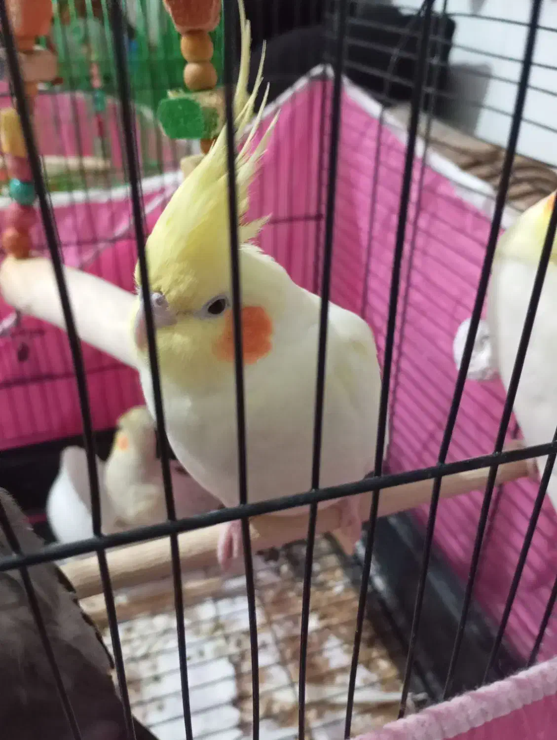 عروس هلندی|پرنده|سردشت, |دیوار