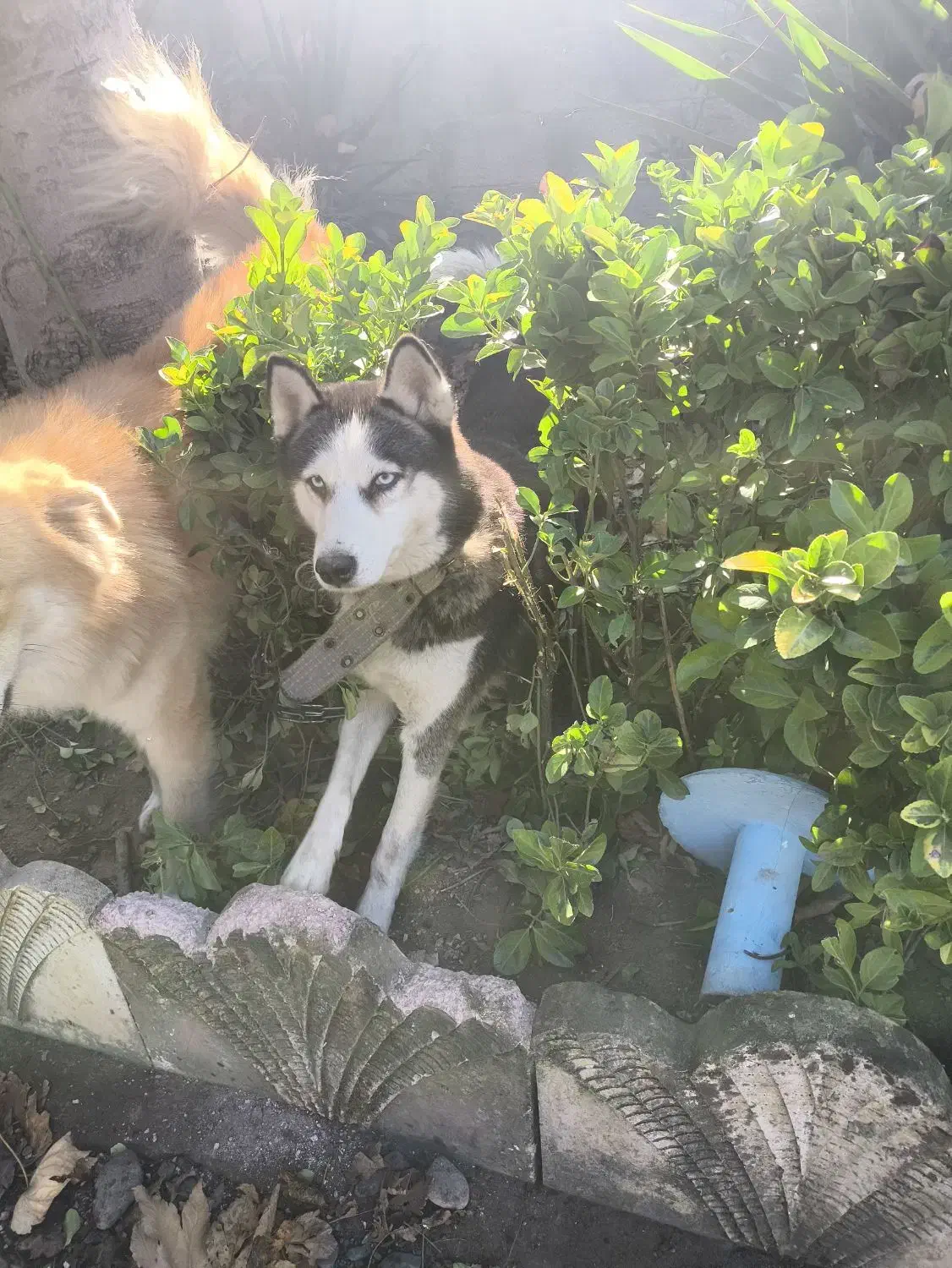 سگ گلدن نر و هاسکی ماده|سگ|ماسال, |دیوار