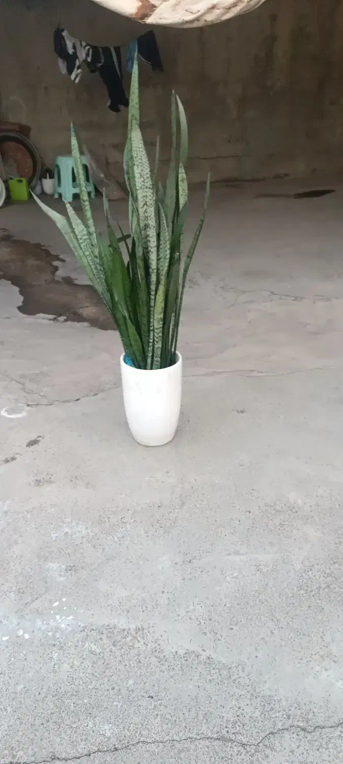 گل شمشیری|گل و گیاه طبیعی|بیستون, |دیوار