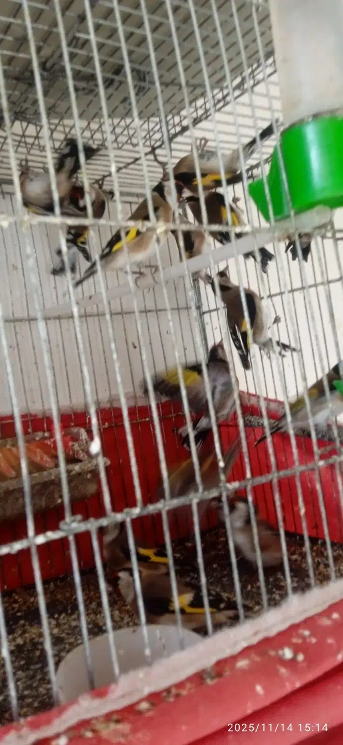 فروش سره صحرایی|پرنده|ملایر, |دیوار