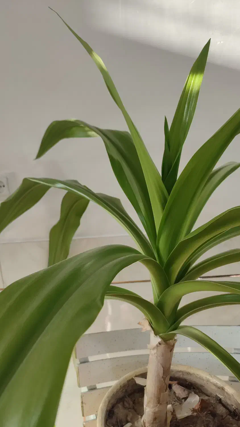 گل اشک ملکه|گل و گیاه طبیعی|خمینیشهر, |دیوار