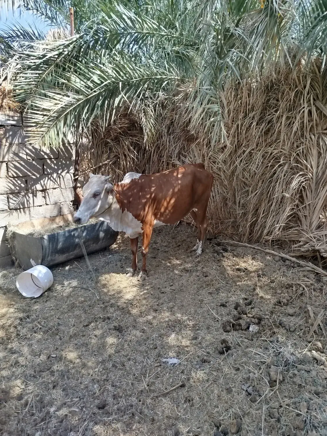 فروشی|حیوانات مزرعه|نگین کویر, |دیوار