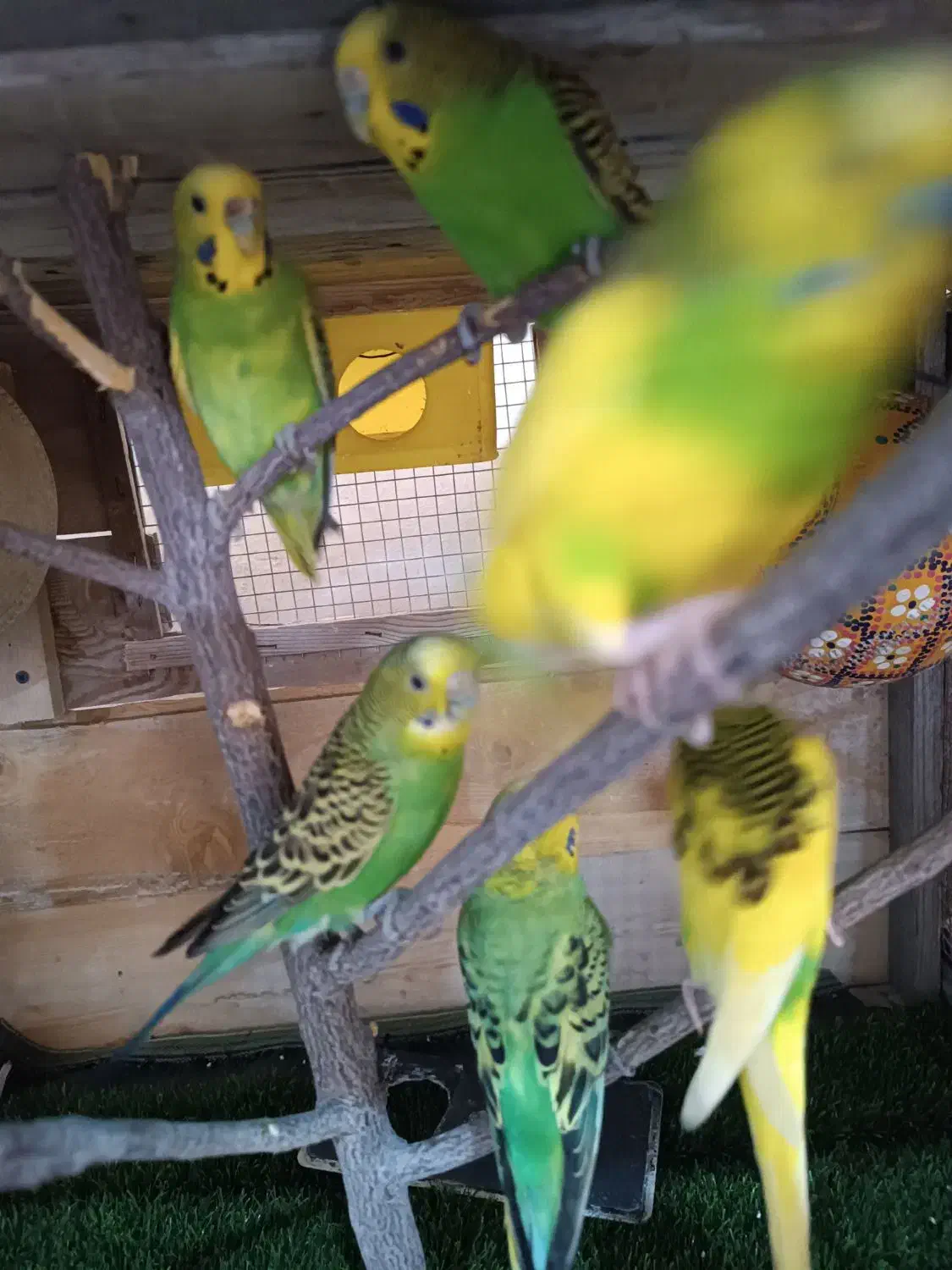 مرغ عشق|پرنده|قشم, |دیوار